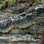 cocodrilo de agua salada6