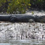 cocodrilo de agua saladae