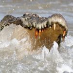 cocodrilo de agua saladag