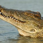 cocodrilo de agua saladagv