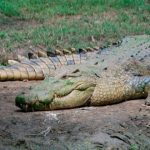 cocodrilo de agua saladat