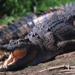 cocodrilo de agua saladau