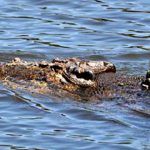 cocodrilo de agua saladaw