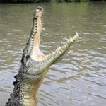 cocodrilo de agua saladawr