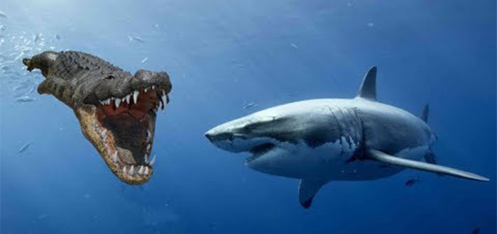 Cocodrilo vs tiburón | ¿Quién ganaría? Ejemplos reales