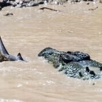 cocodrilo vs tiburón