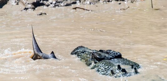 Cocodrilo vs Tiburón | ¿Quién ganaría? Ejemplos reales cocodrilo vs tiburón