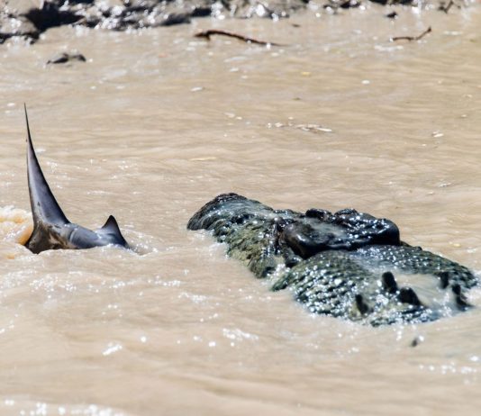 Cocodrilo vs Tiburón | ¿Quién ganaría? Ejemplos reales cocodrilo vs tiburón