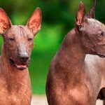 Datos Curiosos de México, Xoloitzcuintli