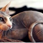 gato elfo