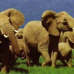 leyendas africanas »