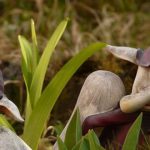 leyendas africanas»