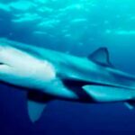 tiburones más feroces del mundo