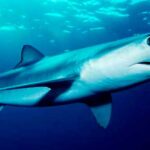 tiburones más feroces del mundo
