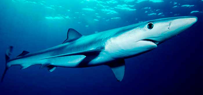 tiburones más feroces del mundo