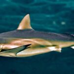 los tiburones más peligrosos del mundo