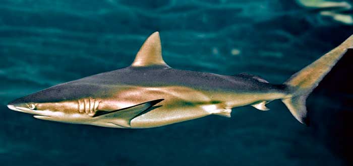 los tiburones más peligrosos del mundo