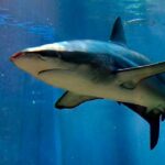tiburón arenero o lobo