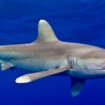 los-tiburones-más-peligrosos-del-mundo