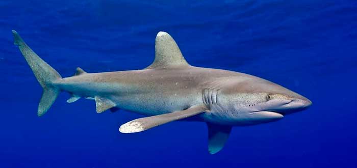 los-tiburones-más-peligrosos-del-mundo