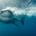los-tiburones-más-peligrosos-del-mundo