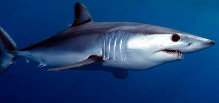 los tiburones más peligrosos del mundo