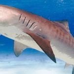 los tiburones más peligrosos del mundo
