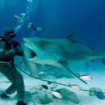 los tiburones más peligrosos del mundo 9