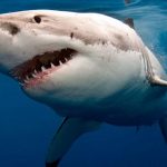 los tiburones más peligrosos del mundo0