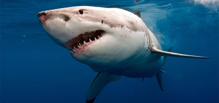 los tiburones más peligrosos del mundo 