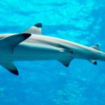 los tiburones más peligrosos del mundo9