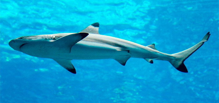 los tiburones más peligrosos del mundo 