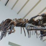 machimosaurus3