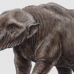 platybelodon 0