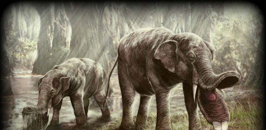 Platybelodon