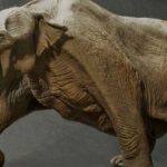 platybelodon0