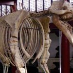 platybelodon3