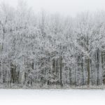 bosque nevado, yuki-onna