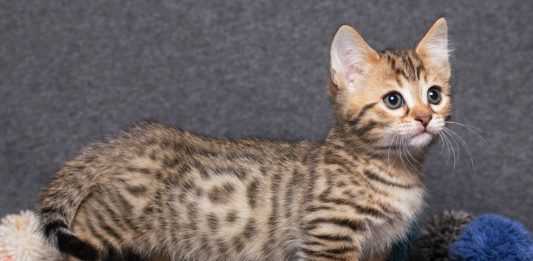 razas de mini gatos, munchkin