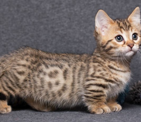 razas de mini gatos, munchkin