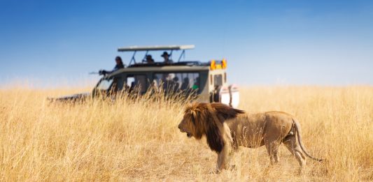 coche en un safari