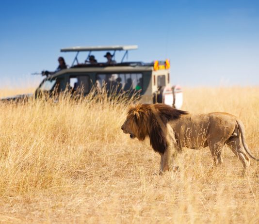 coche en un safari