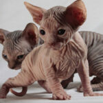 sphynx elfo