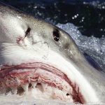 tiburones más peligrosos