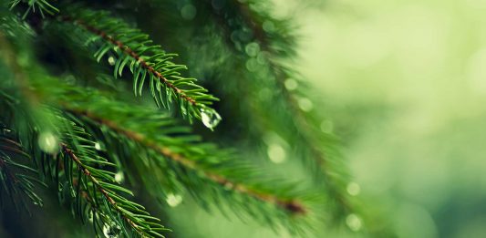 Aceite de abeto, el producto de las propiedades mágicas