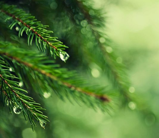 Aceite de abeto, el producto de las propiedades mágicas