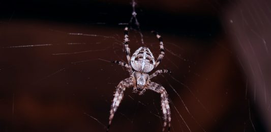 La hora exacta en la que es más usual encontrar arañas | ¡Descúbrela!