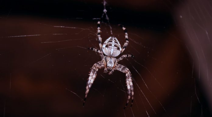 La hora exacta en la que es más usual encontrar arañas | ¡Descúbrela!