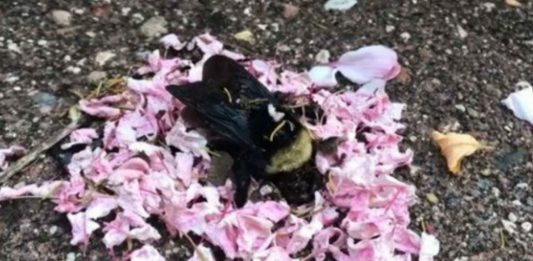 El Vídeo viral de hormigas llevando pétalos de flores a una abeja muerta El Vídeo viral de hormigas llevando pétalos de flores a una abeja muerta