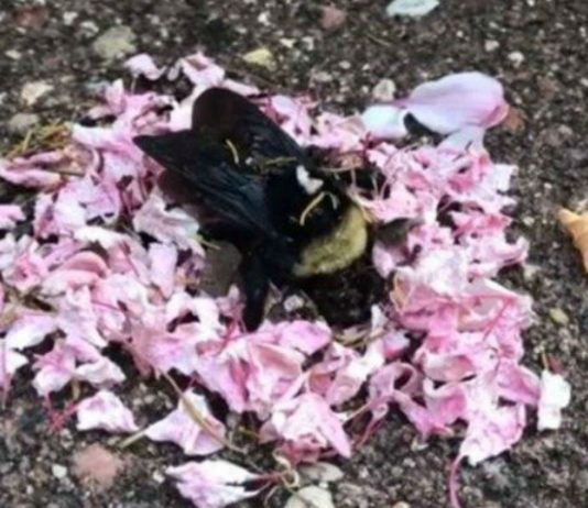 El Vídeo viral de hormigas llevando pétalos de flores a una abeja muerta El Vídeo viral de hormigas llevando pétalos de flores a una abeja muerta